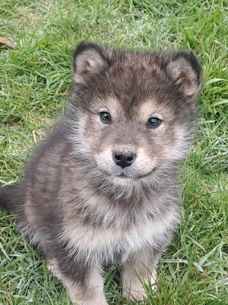 De L'aube Des Perseides - Chiot disponible  - Alaskan Malamute