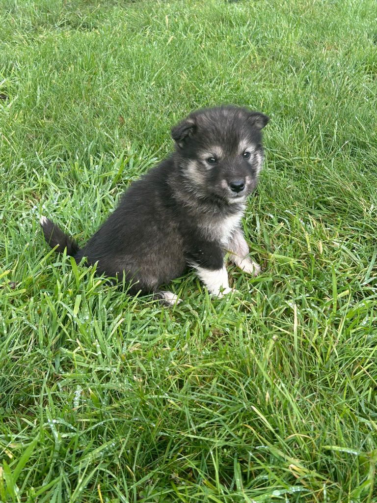 De L'aube Des Perseides - Chiot disponible  - Alaskan Malamute