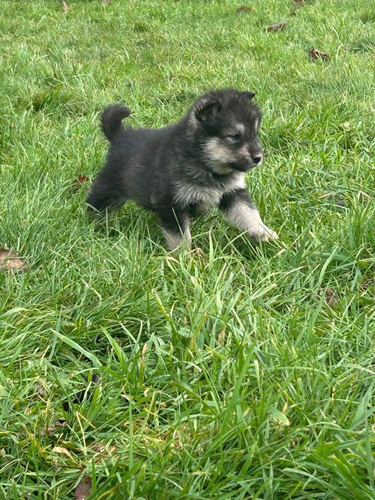 De L'aube Des Perseides - Chiot disponible  - Alaskan Malamute