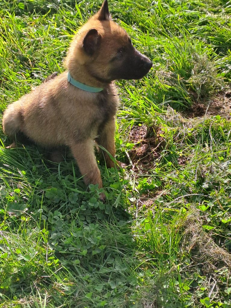 De L'aube Des Perseides - Chiot disponible  - Berger Belge