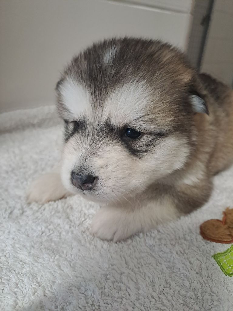 De L'aube Des Perseides - Chiot disponible  - Alaskan Malamute