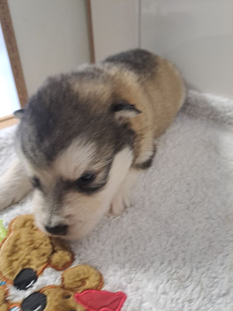 De L'aube Des Perseides - Chiot disponible  - Alaskan Malamute