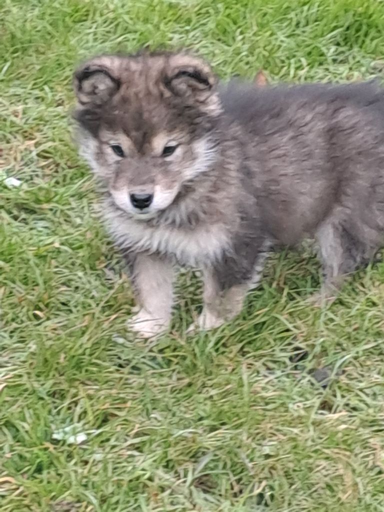 De L'aube Des Perseides - Chiot disponible  - Alaskan Malamute