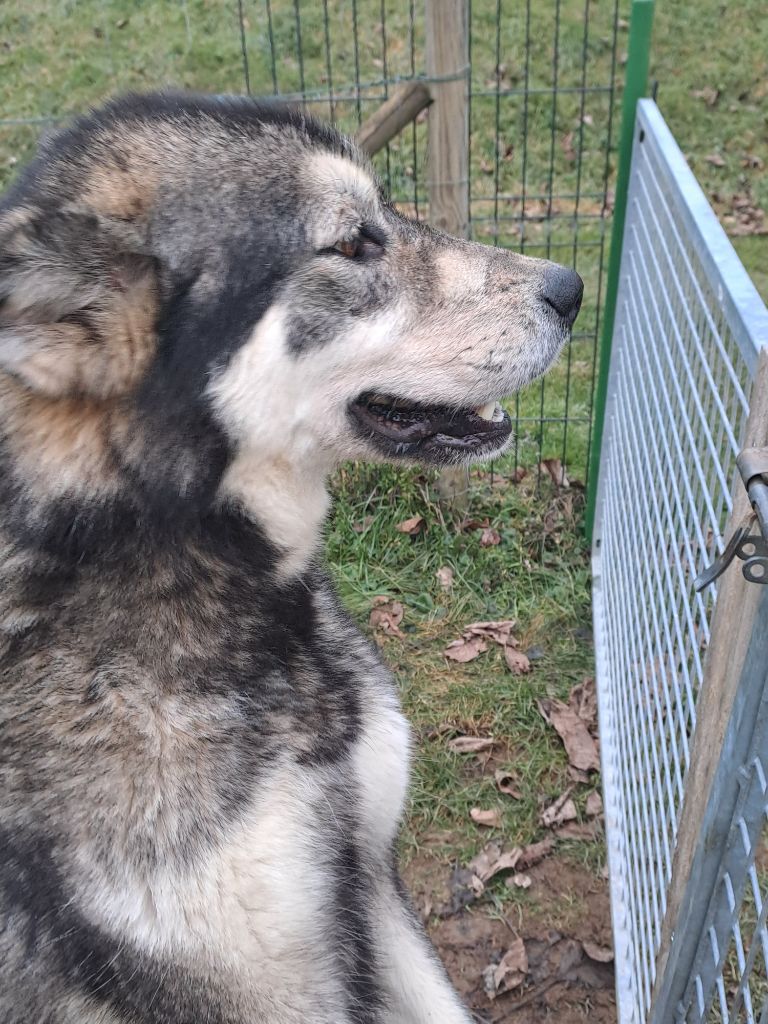 chiot Alaskan Malamute De L'aube Des Perseides