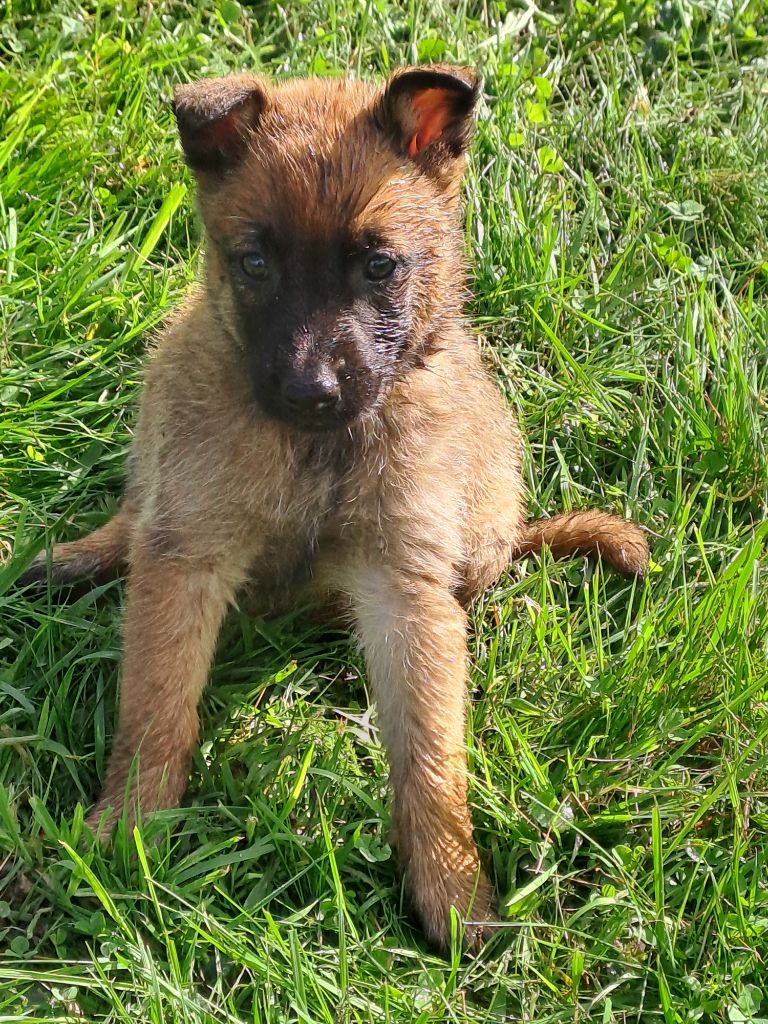 De L'aube Des Perseides - Chiot disponible  - Berger Belge