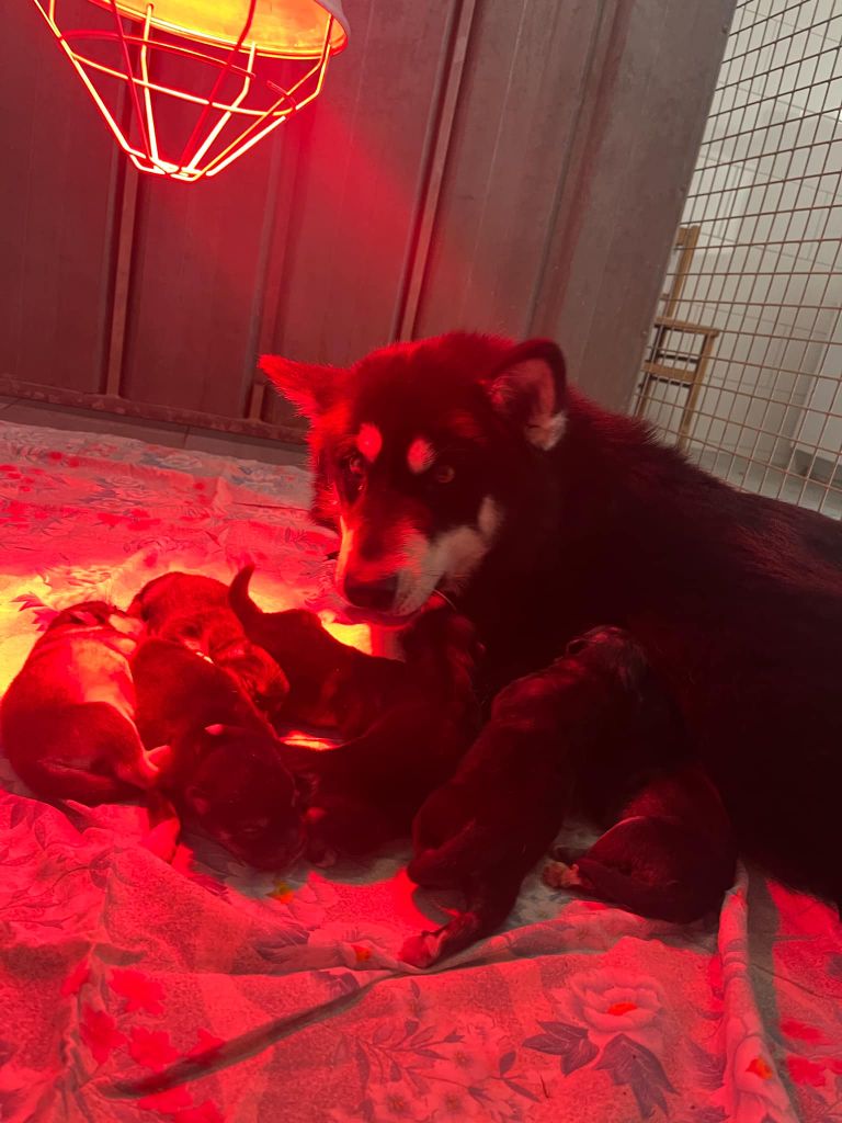 chiot Alaskan Malamute De L'aube Des Perseides