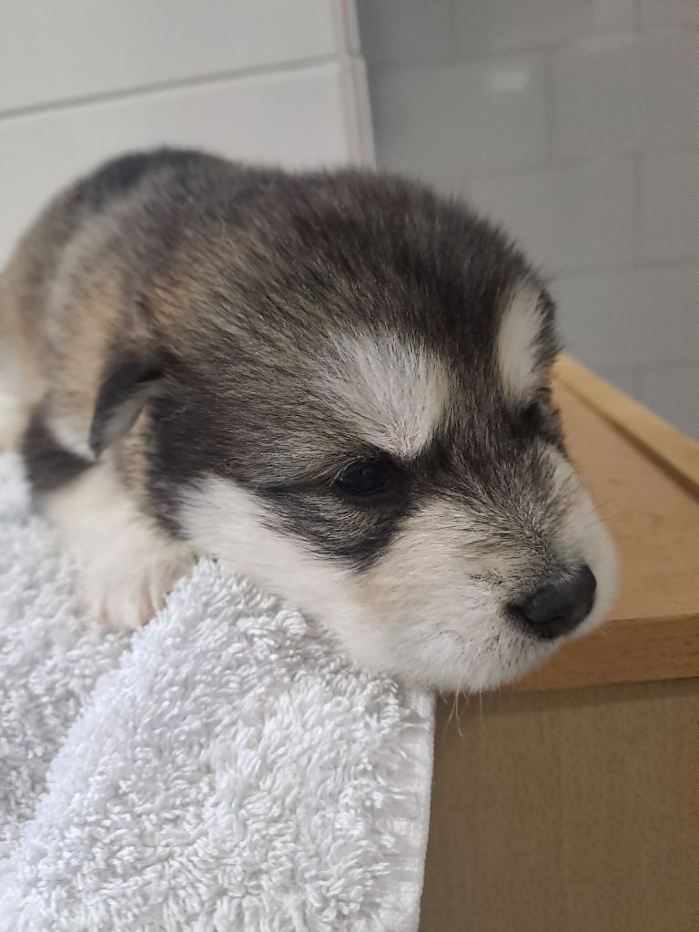 De L'aube Des Perseides - Chiot disponible  - Alaskan Malamute