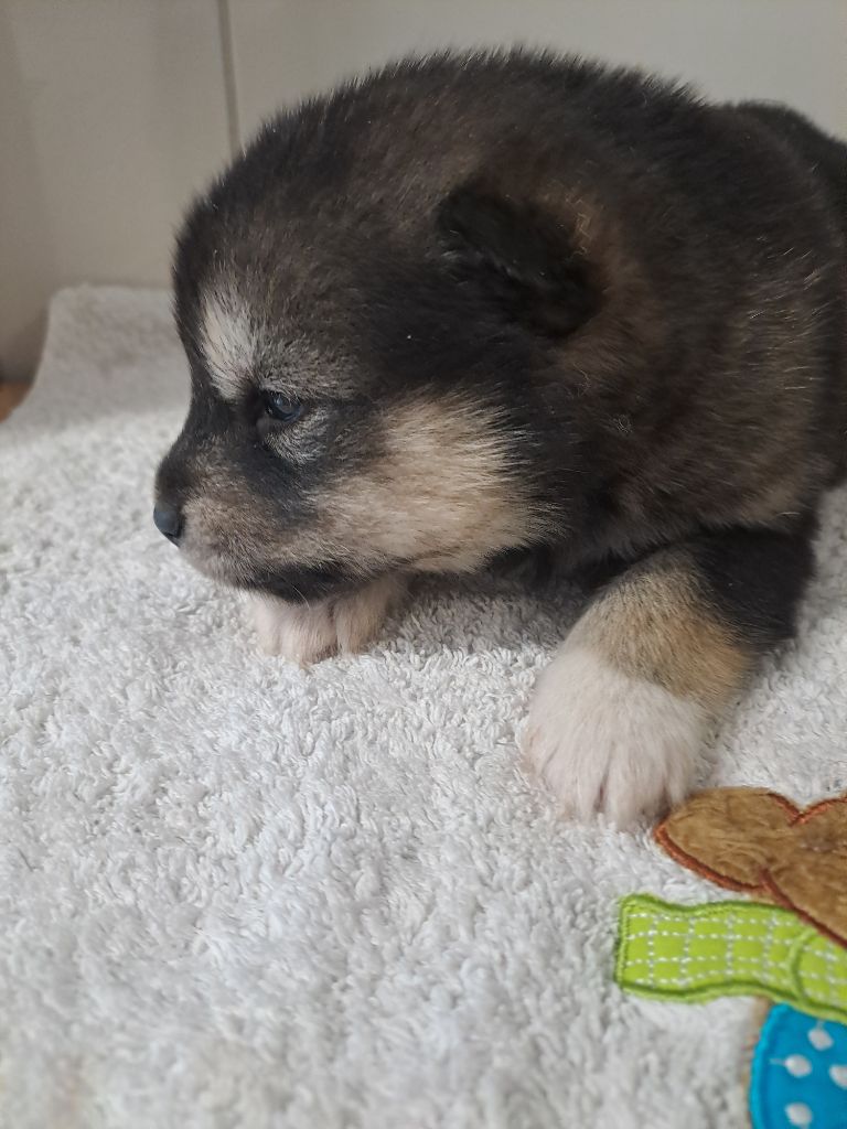 De L'aube Des Perseides - Chiot disponible  - Alaskan Malamute