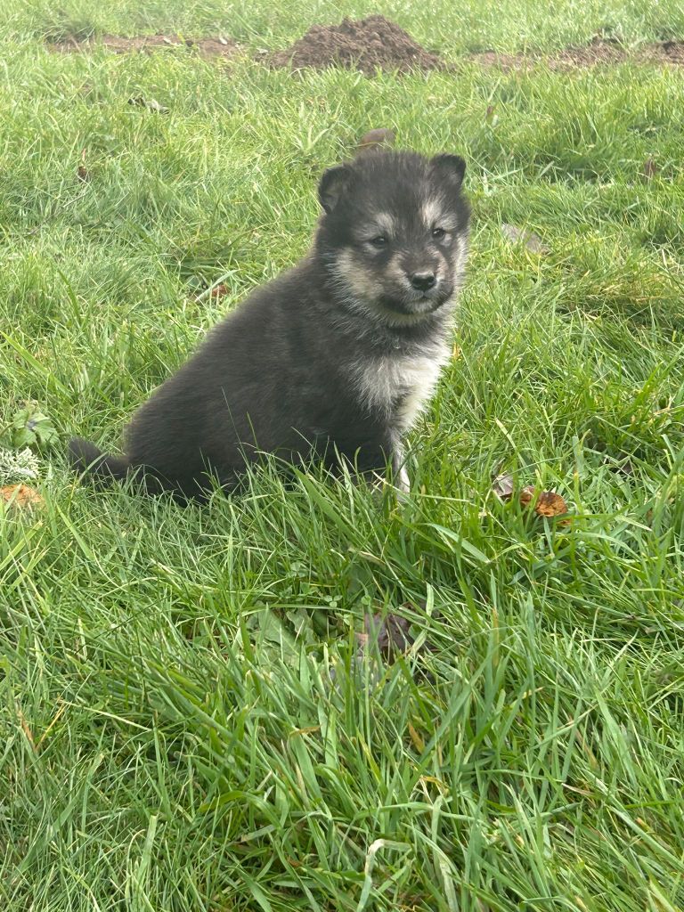 De L'aube Des Perseides - Chiot disponible  - Alaskan Malamute