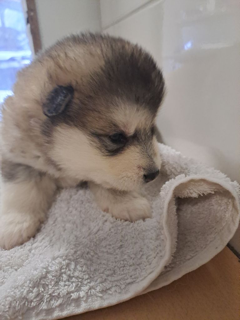 De L'aube Des Perseides - Chiot disponible  - Alaskan Malamute