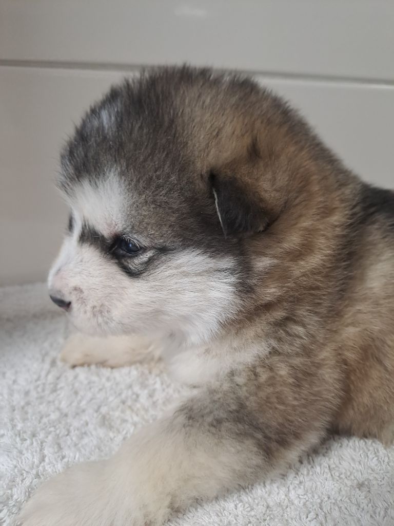 De L'aube Des Perseides - Chiot disponible  - Alaskan Malamute