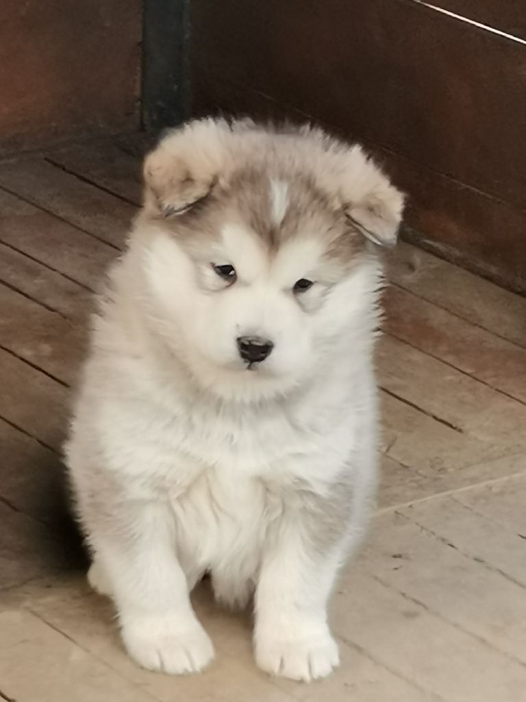 De L'aube Des Perseides - Chiots Malamute disponible