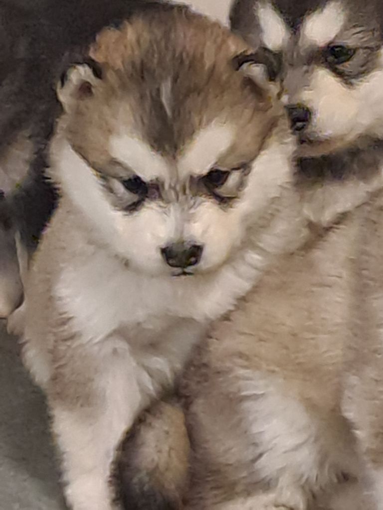 De L'aube Des Perseides - Chiots disponibles - Alaskan Malamute