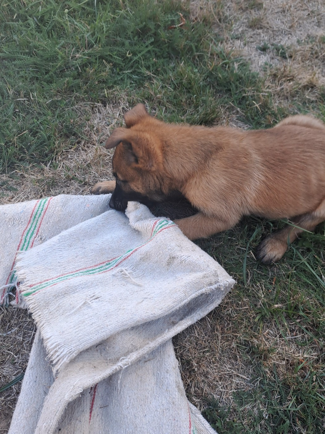 De L'aube Des Perseides - Chiots disponibles - Berger Belge