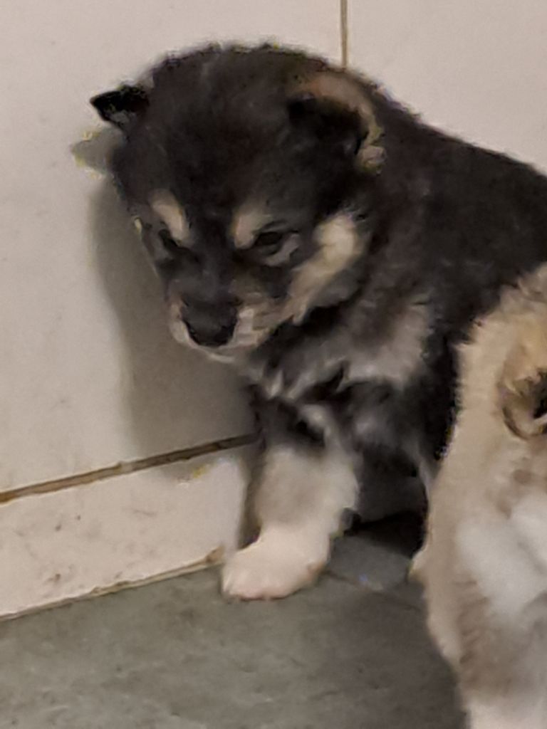 De L'aube Des Perseides - Chiots disponibles - Alaskan Malamute