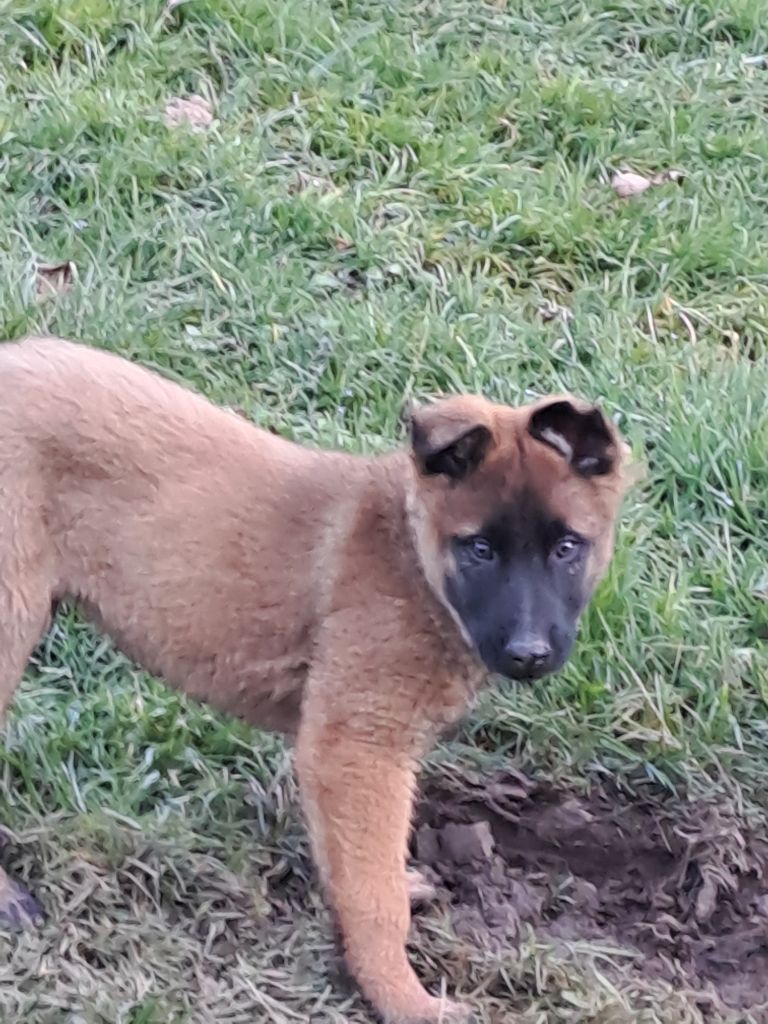 De L'aube Des Perseides - Chiots disponibles - Berger Belge