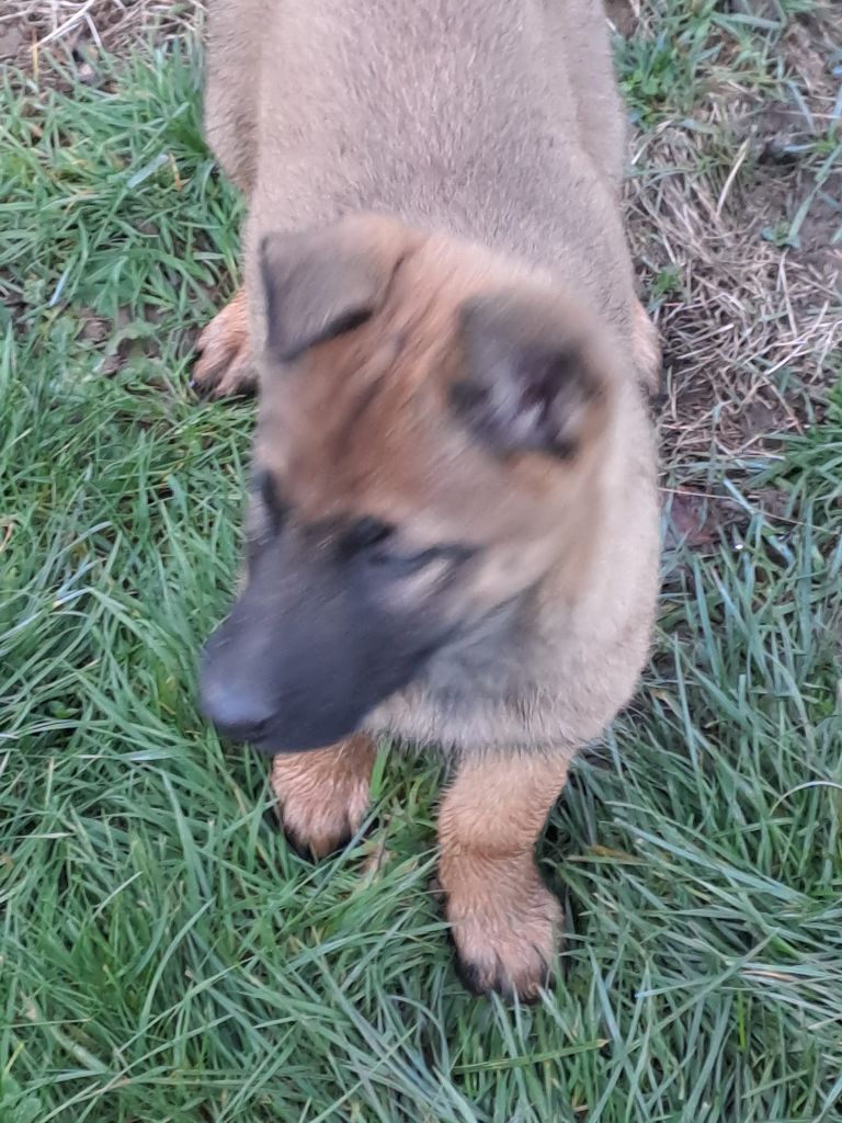 De L'aube Des Perseides - Chiots disponibles - Berger Belge