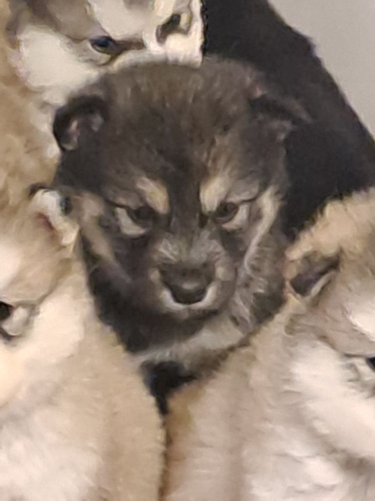 De L'aube Des Perseides - Chiots disponibles - Alaskan Malamute